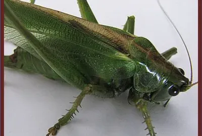 Langosta (Phaneroptera falcata) - Ãfrica