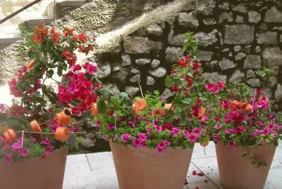 Temps de flors 2010