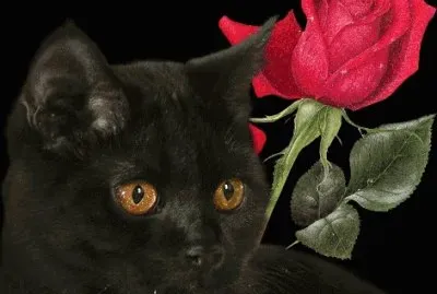 Black Cat and Rose