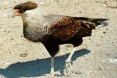 Carancho jigsaw puzzle