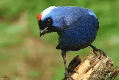 Cardenal azul o imperial jigsaw puzzle