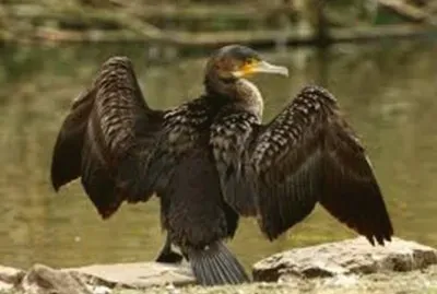 CormorÃ¡n jigsaw puzzle