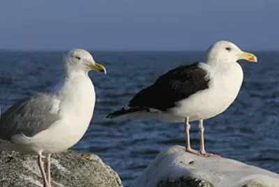 Gaviotas jigsaw puzzle