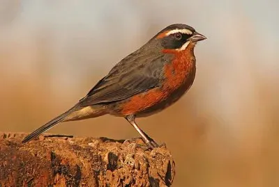 Juanchiviro jigsaw puzzle