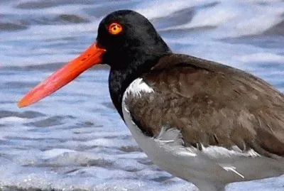 Ostrero jigsaw puzzle