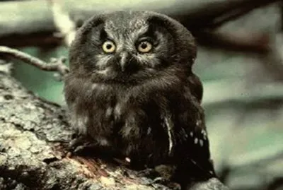 Lechuza de Tenglman jigsaw puzzle