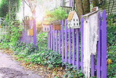 Purple Picket Fence