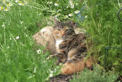 Ayla jigsaw puzzle