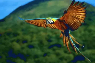 Parrot jigsaw puzzle