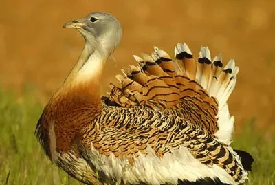Avutarda Africana jigsaw puzzle