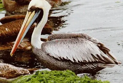 PelÃ­cano jigsaw puzzle