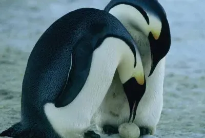 PingÃ¼inos Emperador jigsaw puzzle