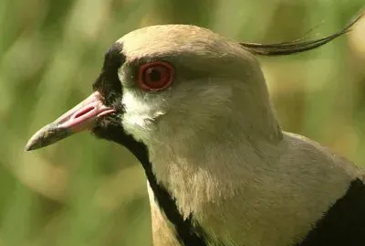 Tero comÃºn jigsaw puzzle