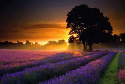 paisagem jigsaw puzzle