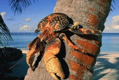 Cangrejo cocotero 2