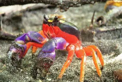 Cangrejo de Halloween