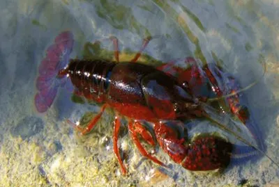 Cangrejo de rÃ­o Americano