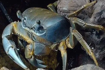 Cangrejo de tierra azul - Venezuela