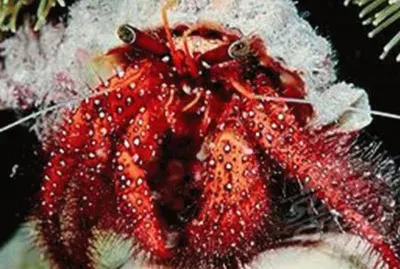 Cangrejo ErmitaÃ±o