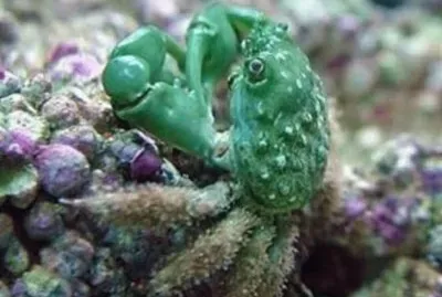 Cangrejo ErmitaÃ±o 2