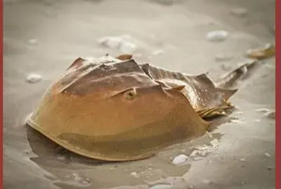 Cangrejo herraduraâ€“ MÃ©jico, Vietnam