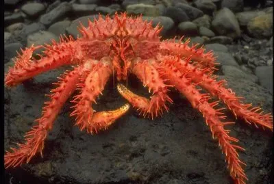 Cangrejo rojo - Canal del Beagle
