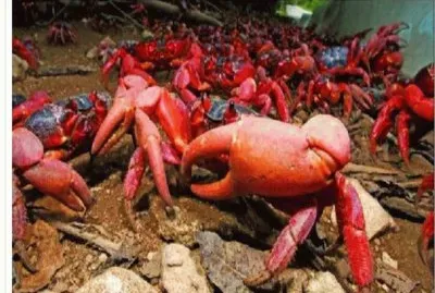 Cangrejo rojo â€“ Isla de Navidad