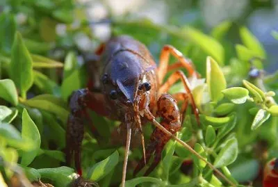 Cangrejo rojo de las marismas