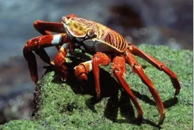 Cangrejo rojo de roca â€“ SudamÃ©rica