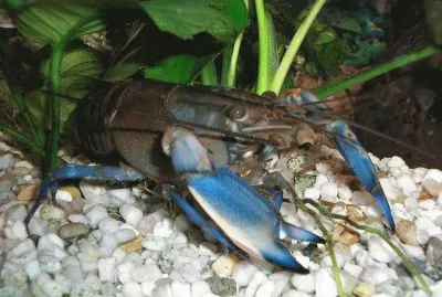 Cherax Blue moon - Australia