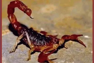 ArtrÃ³podo venenoso