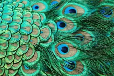 Peacock Feathers jigsaw puzzle
