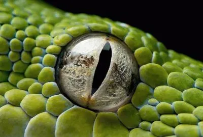 פאזל של Reptile Eye