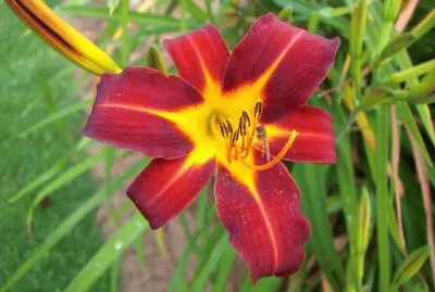 Hemerocallis
