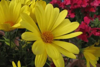 BlÃ¼ten