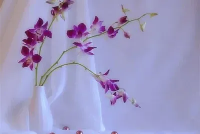 belleza blanca