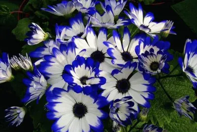 flores jigsaw puzzle