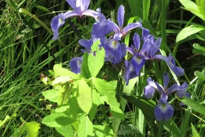 Swamp Irises  so pretty