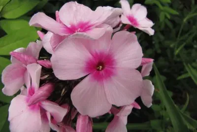 Phlox