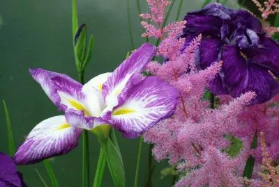 Purple and Pink Flowers