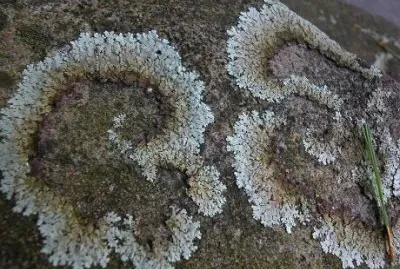 lichen