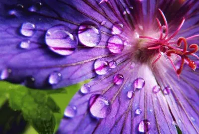 Water Drops on Flower-Art