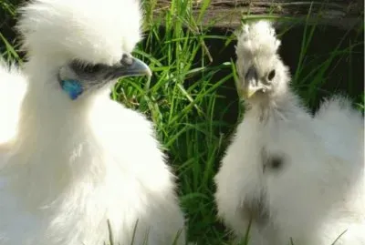 Gallina Japonesa sedosa jigsaw puzzle