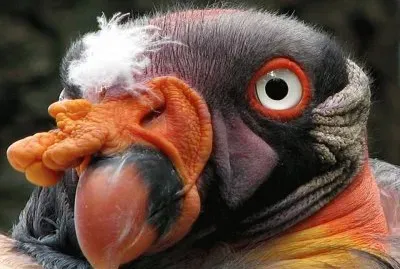 Jote Real jigsaw puzzle