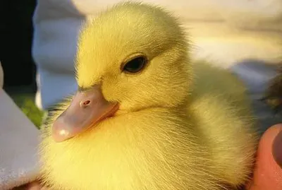 Polluelo de pato jigsaw puzzle