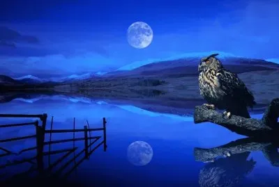 BÃºho con Luna de Fondo jigsaw puzzle