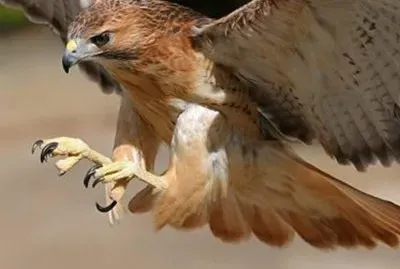 Aguila Dorada jigsaw puzzle