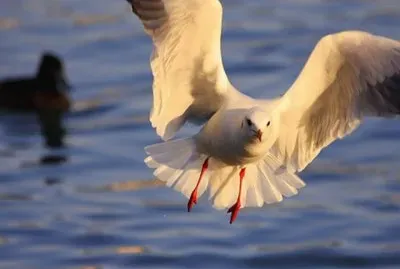 Gaviota en vuelo