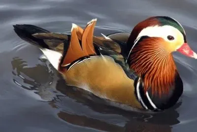 Pato MandarÃ­n jigsaw puzzle