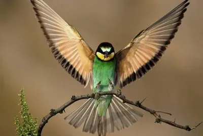 ColibrÃ­ jigsaw puzzle